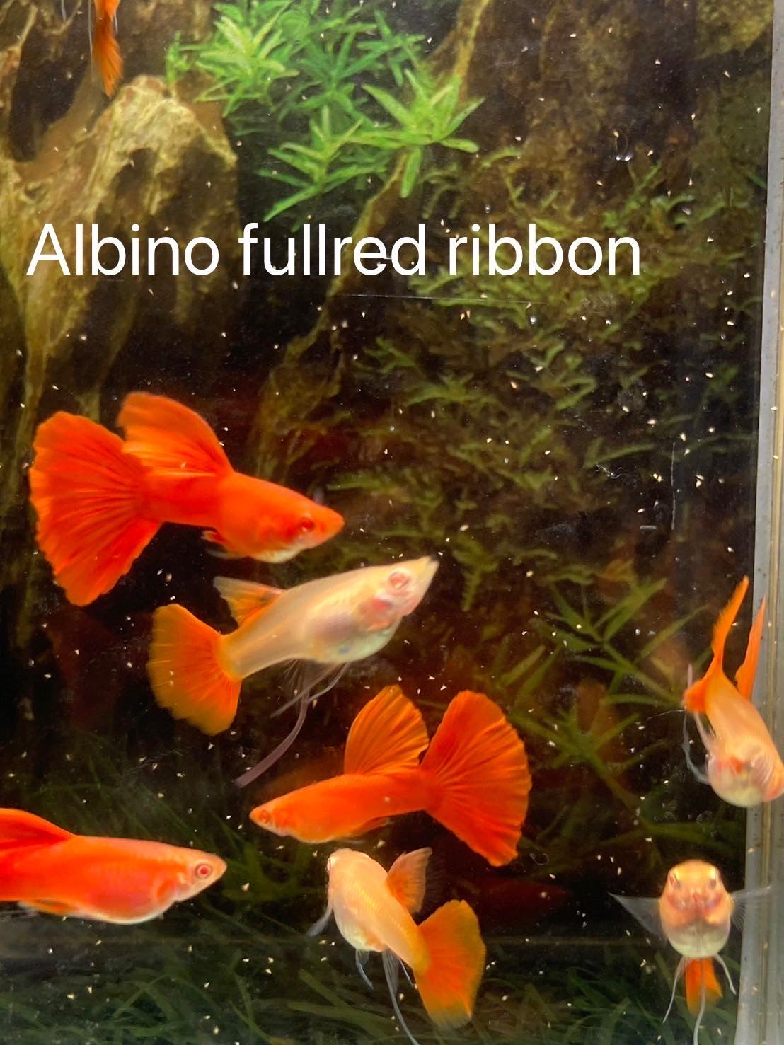 Guppy Show Albino Full Red Ribbon