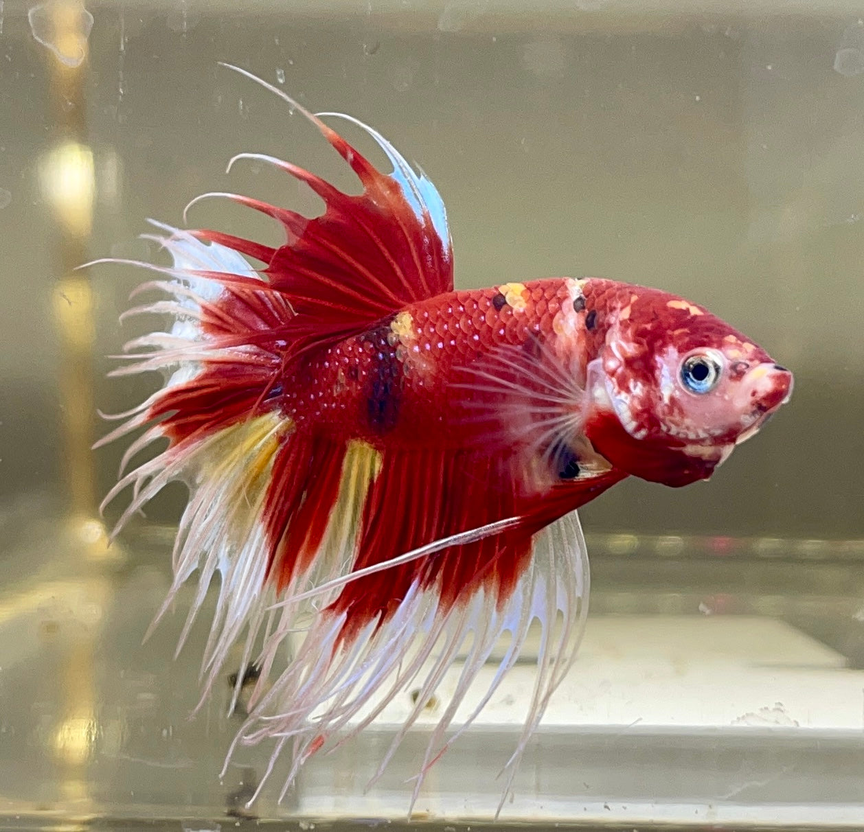 Betta Crown Tail Red Candy