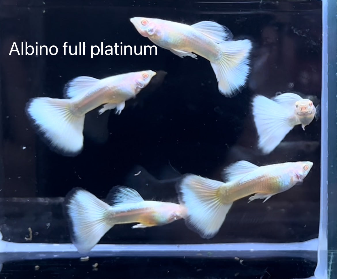 Guppy Show Albino Full Platinum