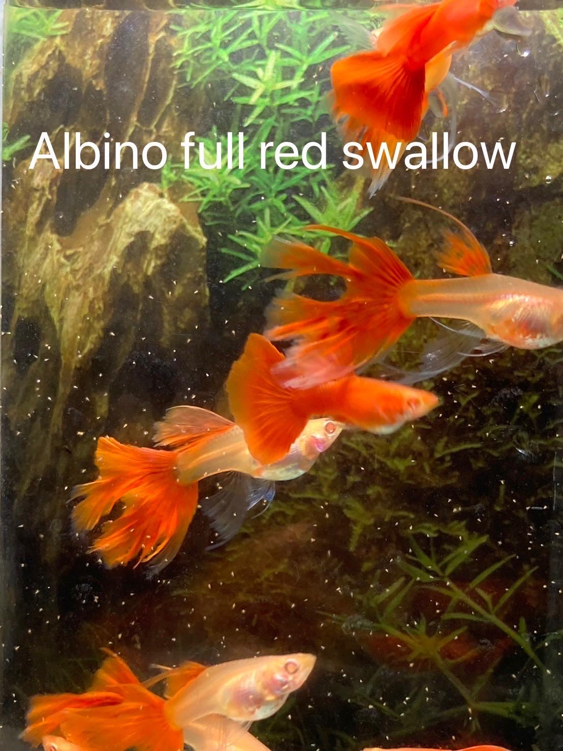 Guppy Show Albino Full Red Swallow