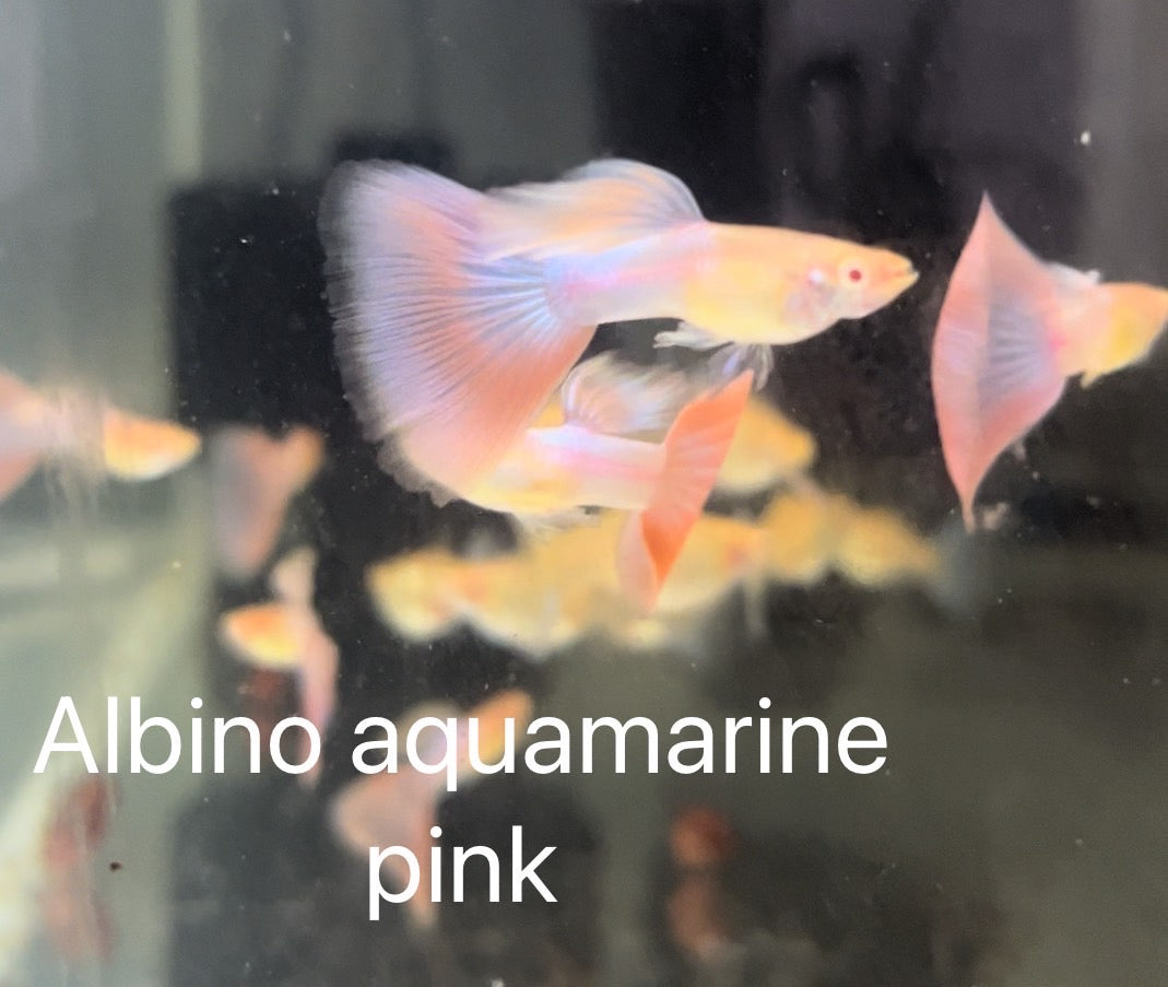 Guppy Show Aquamarine Pink Tail