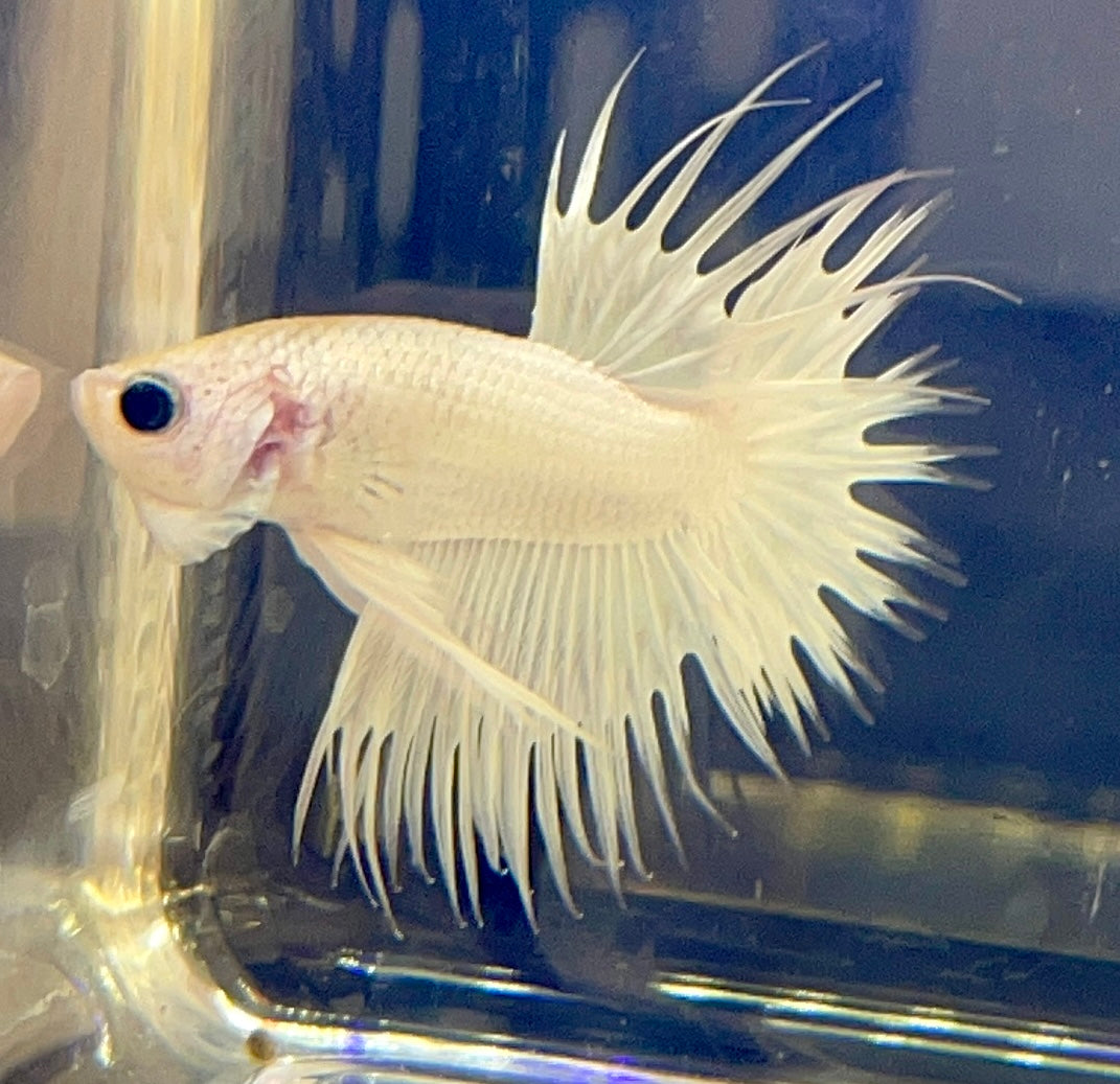 Betta Crown Tail Solid White