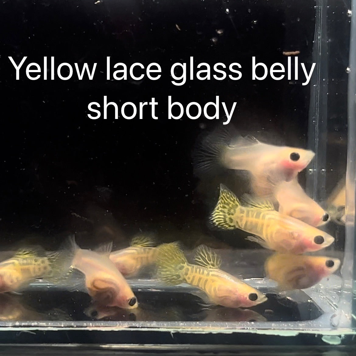 Guppy Show Yellow Lace Glass Belly Short Body