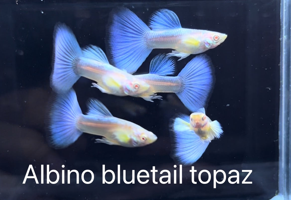 Guppy Show Albino Blue Topaz