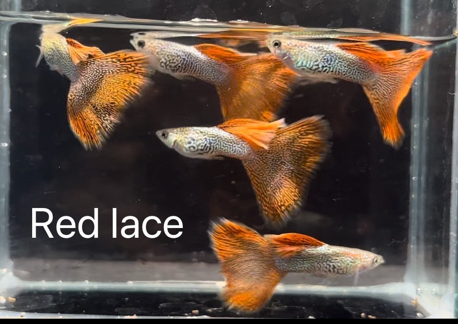 Guppy Show Red Lace