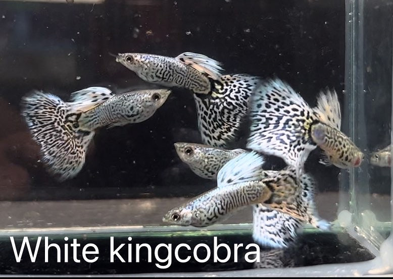 Guppy Show White King Cobra COPPIA