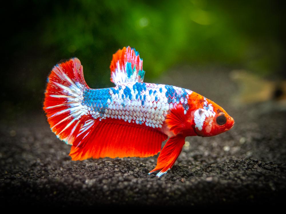 IL BETTA SPLENDENS - Betta Splendens Italia