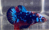 Betta Plakat Galaxy | Betta Splendens Italia