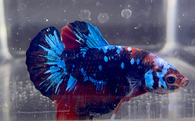 Betta Plakat Galaxy | Betta Splendens Italia