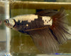 Betta Giant Halfmoon Samurai| Betta Splendens Italia