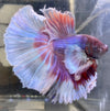 Betta Half Moon Dumbo Lavander | Betta Splendens Italia