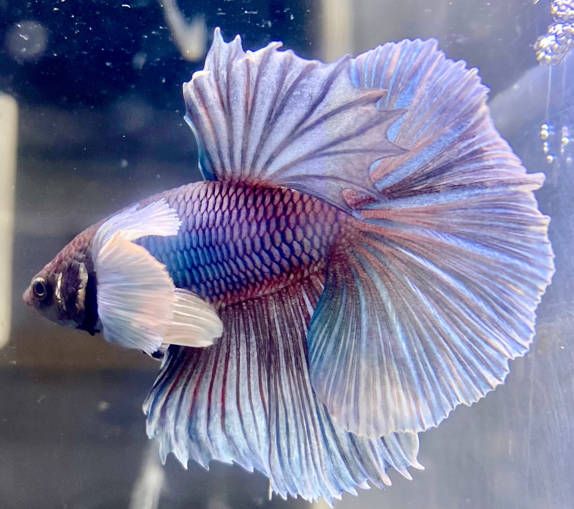 Betta Half Moon Dumbo Salamander | Betta Splendens Italia