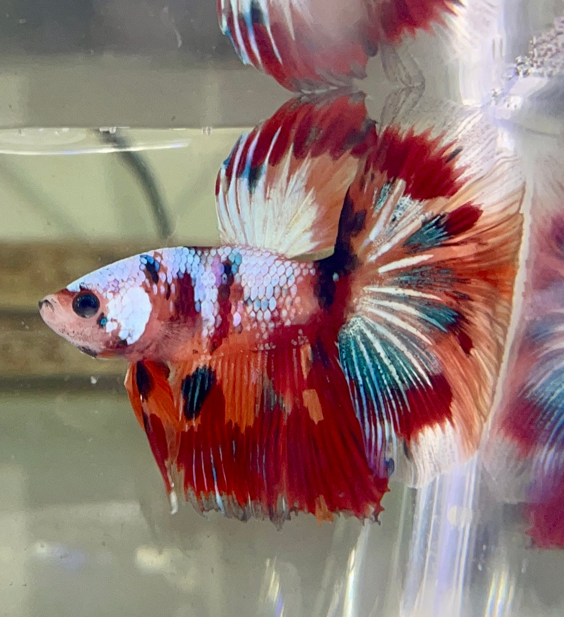 Betta Half Moon Candy | Betta Splendens Italia