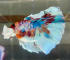 Betta Half Moon Dumbo Multicolor | Betta Splendens Italia