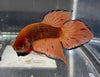 Betta Wild Spade Tail Armageddon | Betta Splendens Italia