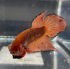 Betta Wild Spade Tail Armageddon | Betta Splendens Italia