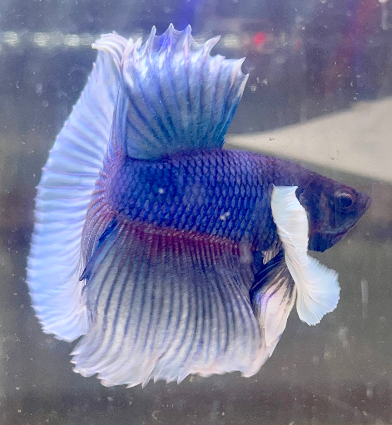 Betta Half Moon Dumbo Salamander | Betta Splendens Italia