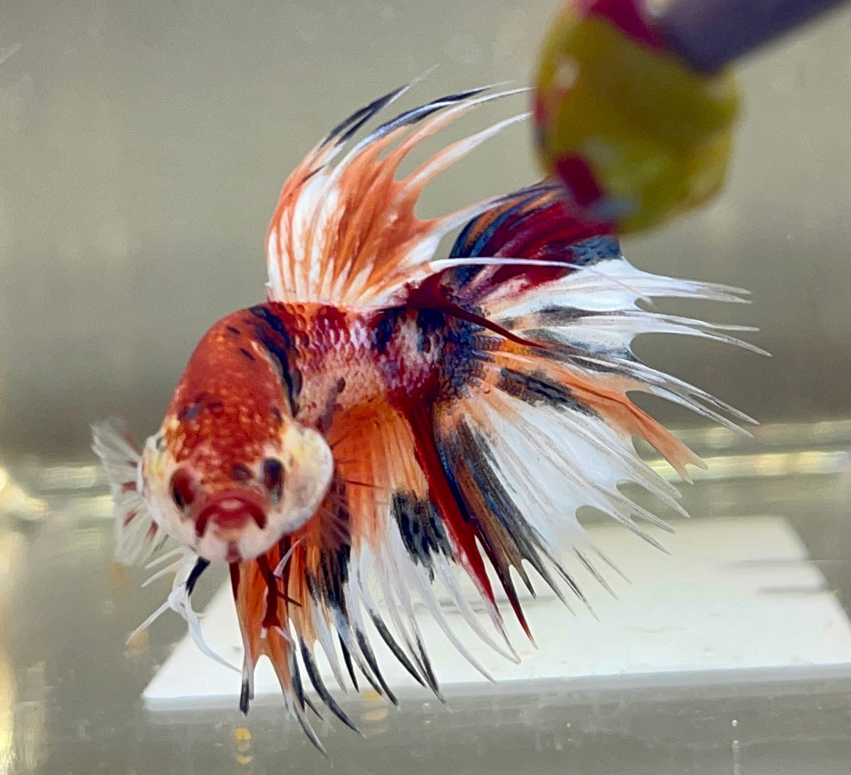 Betta Crown Tail Candy