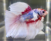 Betta Half Moon Dumbo Multicolor | Betta Splendens Italia