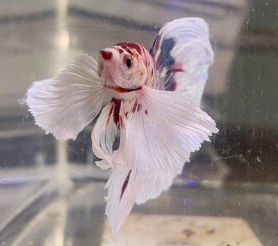 Betta Half Moon Dumbo Multicolor | Betta Splendens Italia