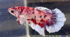 Betta Femmina Halfmoon Dumbo Multicolor | Betta Splendens Italia