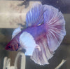 Betta Half Moon Dumbo Salamander | Betta Splendens Italia