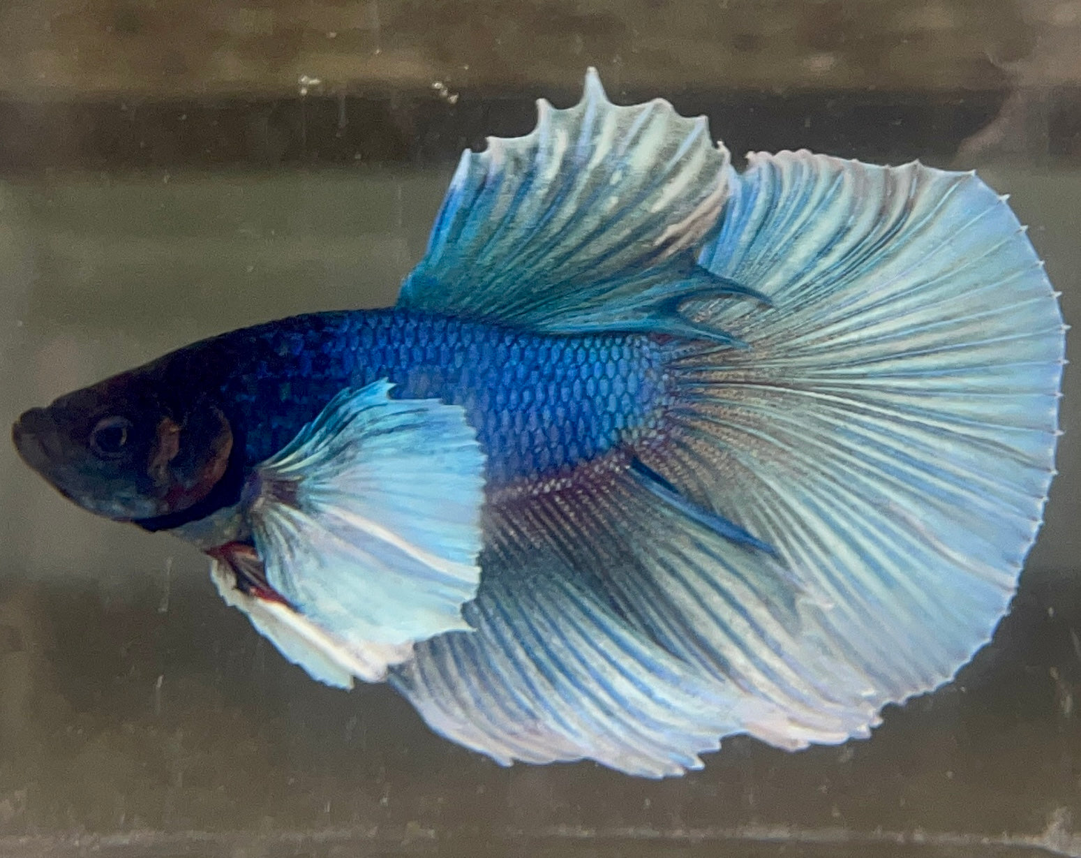 Betta Half Moon Dumbo Blue Emerald | Betta Splendens Italia