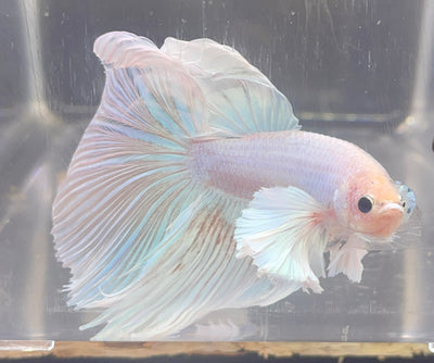 Betta Halfmoon Dumbo Solid White | Betta Splendens Italia