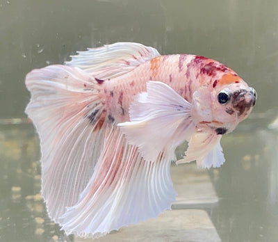 Betta Halfmoon Dumbo Candy Koi | Betta Splendens Italia