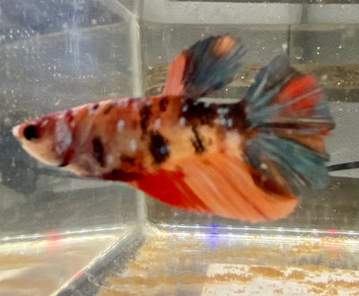 Betta Femmina Half Moon Candy | Betta Splendens Italia