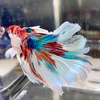 Betta Half Moon Dumbo Multicolor | Betta Splendens Italia