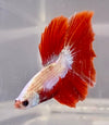 Betta Halfmoon Red Dragon | Betta Splendens Italia