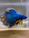 Betta Halfmoon Mustard Gas | Betta Splendens Italia