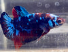 Betta Plakat Galaxy | Betta Splendens Italia