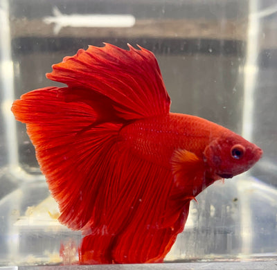 Betta Halfmoon Solid Red | Betta Splendens Italia