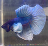 Betta Half Moon Dumbo Salamander | Betta Splendens Italia