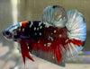 Betta Plakat  Black Star| Betta Splendens Italia