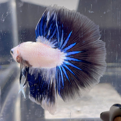 Betta Halfmoon Fancy Dragon | Betta Splendens Italia