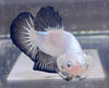 Betta Plakat Copper Black Rim| Betta Splendens Italia