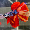 Betta Half Moon Galaxy | Betta Splendens Italia