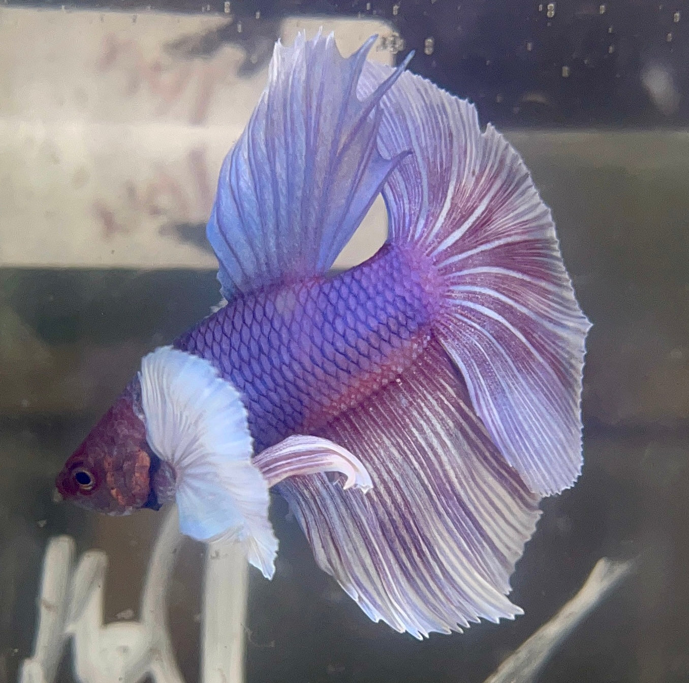 Betta Half Moon Dumbo Salamander | Betta Splendens Italia