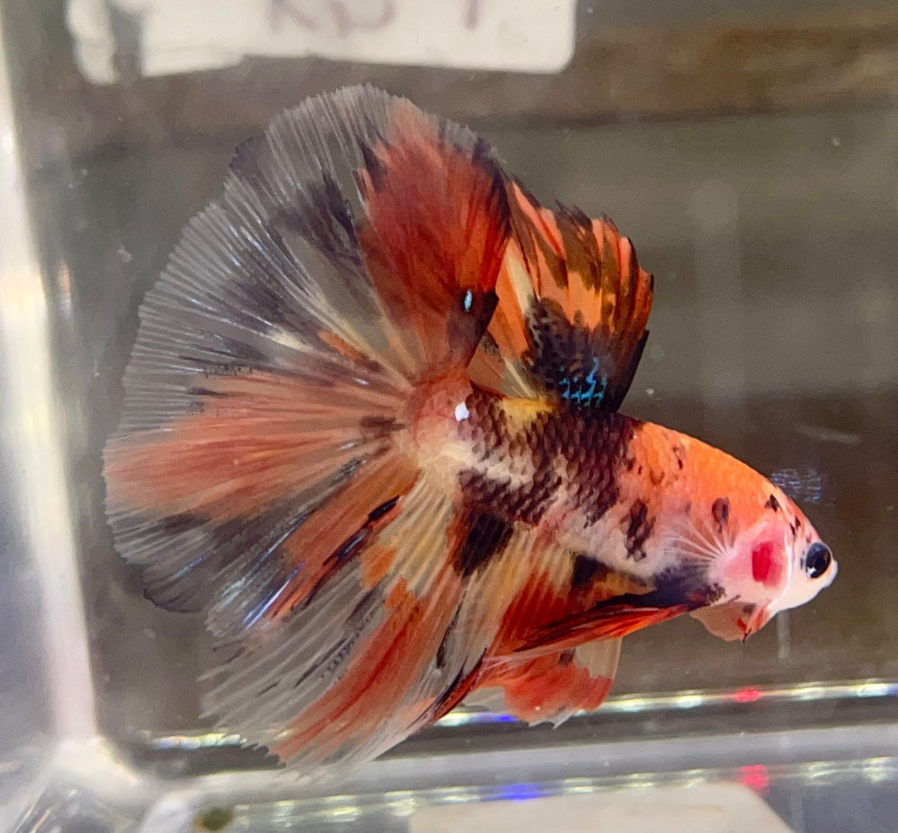 Betta Half Moon Nemo Koi | Betta Splendens Italia