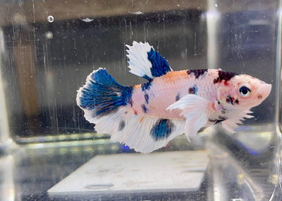 Betta Femmina Halfmoon Dumbo Multicolor | Betta Splendens Italia