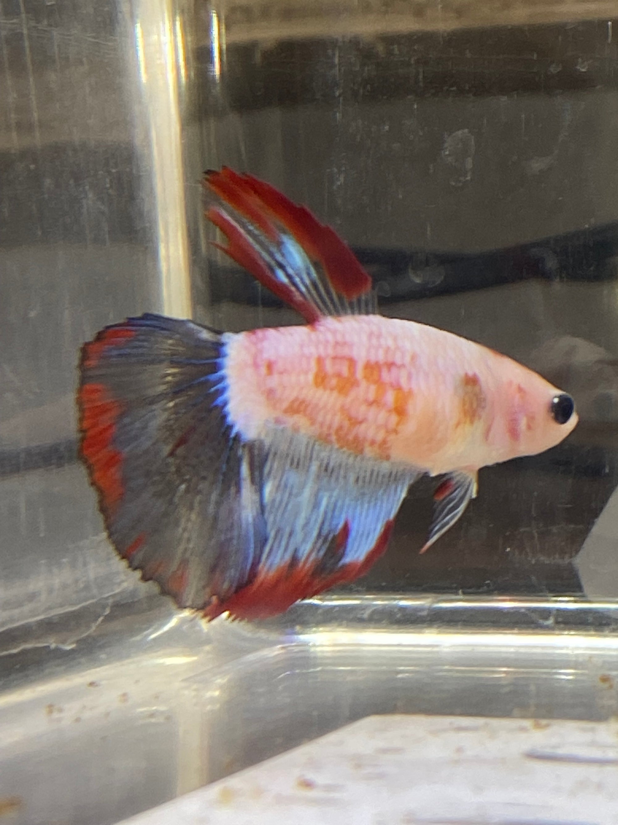 Betta Femmina Half Moon Captain America | Betta Splendens Italia