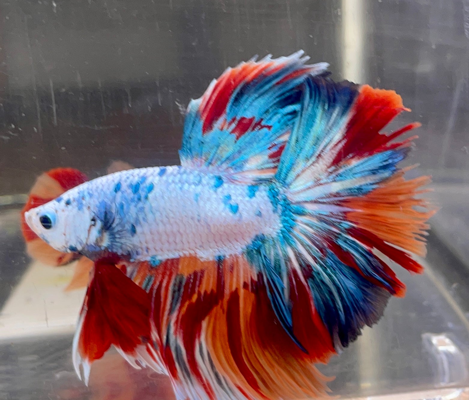 Betta Half Moon Marble | Betta Splendens Italia