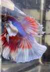 Betta Half Moon Dumbo Lavander | Betta Splendens Italia