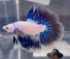 Betta Halfmoon Fancy Dragon | Betta Splendens Italia