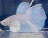 Betta Halfmoon Dumbo Solid White | Betta Splendens Italia