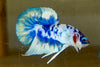 Betta Plakat  Marble | Betta Splendens Italia