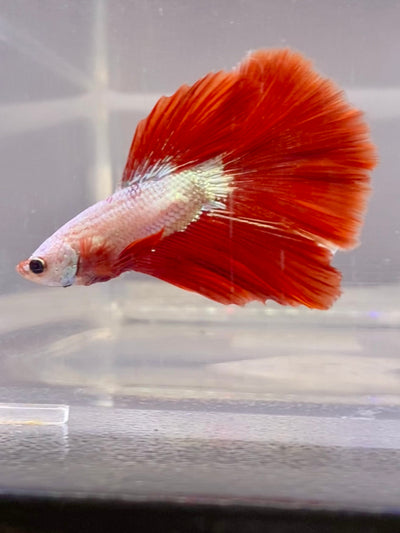 Betta Halfmoon Red Dragon | Betta Splendens Italia